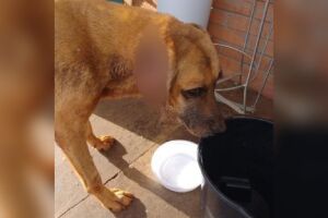 Cadela precisa de ajuda veterinária 