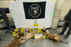 Cães do Batalhão de Choque detectam 14 quilos de maconha e homem é preso