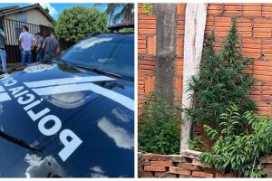 Jovem posta imagem de 'pé de maconha' na rede social e vai preso em Nova Andradina 