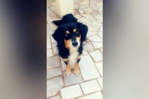 Família faz rifa para transportar 'Pitoco' de Campo Grande para o Pará