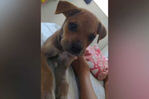 Homem procura tutor para cachorrinho encontrado na chuva em Campo Grande