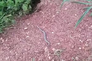 Jiboia de quase 1,5 m é capturada em Jardim (vídeo)