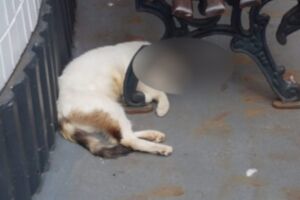 Morador se irrita com gato no quintal e mata animal com alicate em Tacuru