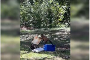 Visitante flagra macaco roubando vasilha com salsicha em parque no DF
