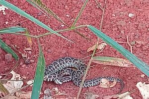 Urutu-cruzeiro, cobra altamente venenosa, é capturada em residência em Jardim