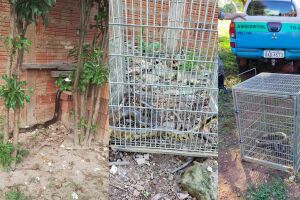 Mulher toma susto ao encontrar cobra de dois metros no quintal de casa, em Aparecida do Taboado