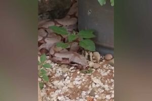 Idosa leva susto ao encontrar Jiboia dentro de casa no Jardim Novo Século