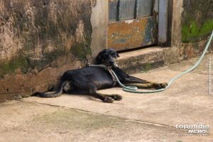 Animal resgatado