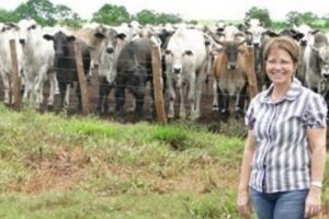 Fazenda tem confinamento de bois em Terenos 