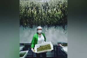 Ao se medicar com o óleo extraído da planta, Jéssica obteve resultados positivos