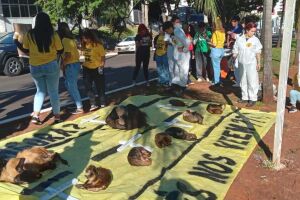 Ambientalistas pedem providência para evitar a morte de animais em MS
