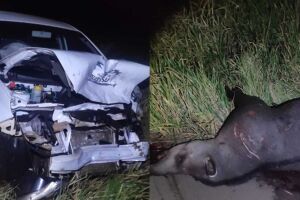 Além do condutor, o animal também morreu na pista