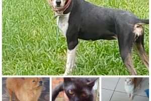 Animais estão para adoção