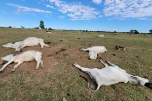 Animais não resistiram as baixas temperaturas