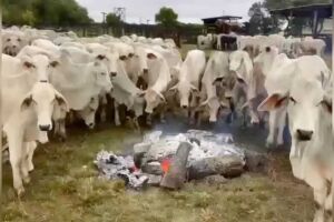Produtor faz fogueira para proteger gado do frio em Itaquiraí