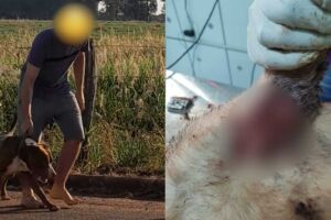 'Pitbull do terror' ataca pela 5ª vez e por sorte cãozinho estava fora de casa em Terenos 