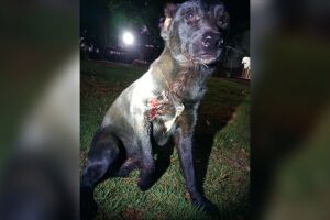 Animal foi socorrido e passa bem
