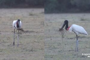 Tuiuiú se 'vira nos 30' e é apontado como engenheiro do Pantanal (vídeo)