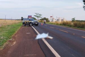 Homem &eacute; encontrado morto com ferimento na cabe&ccedil;a entre Dourados e F&aacute;tima do Sul