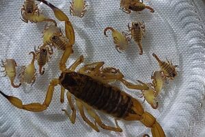 Foram cerca de 28 escorpiões achados recentemente 