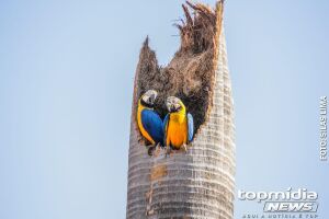 Camila apresenta projeto para aumentar pena para tráfico de animais silvestres