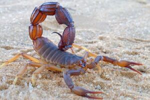 Garoto de 12 anos teve parada cardíaca e não se recuperou mais 