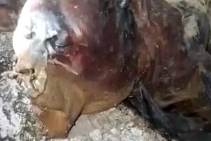 Vídeo de suposto 'Chupa-cabra' em Guia Lopes viraliza (vídeo)