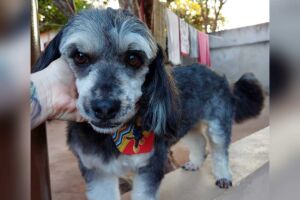 Théo não resistiu aos ferimentos do atropelamento