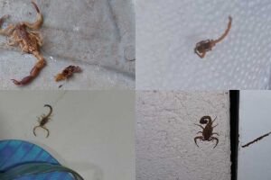 Infestação de escorpião em bairros de Campo Grande preocupa moradores 