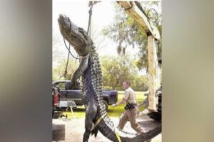 Funcionários resgatam crocodilo gigante que causava entupimento em rede de esgoto