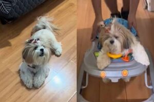 Cachorra ganhou coração de internautas 