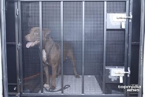 Pinscher morre após ser atacado por Pitbull em Guia Lopes da Laguna