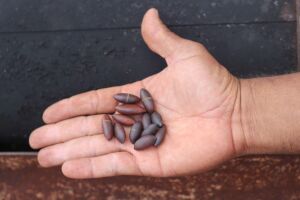 Castanha de baru, fruto nativo utilizado na composição do cappuccino