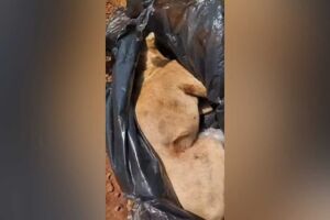 Animal foi encontrado agonizando dentro de um saco de lixo