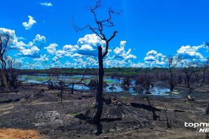 Em Mato Grosso do Sul, o período de emergência muda, conforme a época e a localização