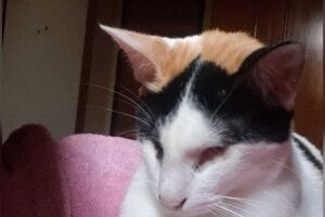 Gatinha Júlia teve que ser sacrificada 