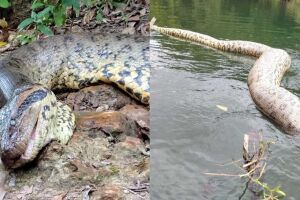 Sucuri foi encontrada morta &agrave;s margens do rio em Bonito