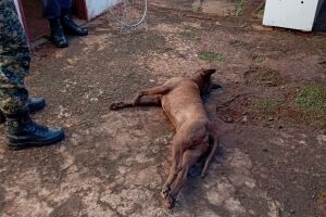 Vira-lata morreu no quintal da própria casa