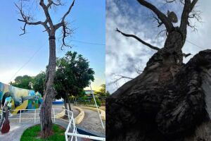 Lauda apontou a morte do Pé de Cedro