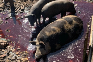 Três são presos por abate e comércio de carne clandestina em Paranaíba