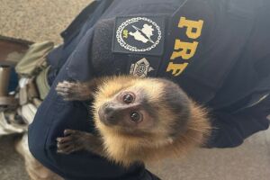 Macaco-prego foi resgatado pela PRF