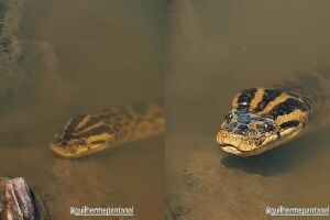 Sucuri fica cara a cara com fot&oacute;grafo 