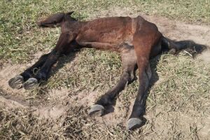 Doente, cavalo morre após ser abandonado pelo proprietário em Taquarussu