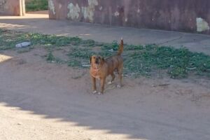 Mulher se desesperou com ataque dos cães 