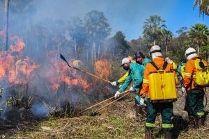 Cheias mais curtas e perda de vegetação faz Pantanal enfrentar a pior seca da história 