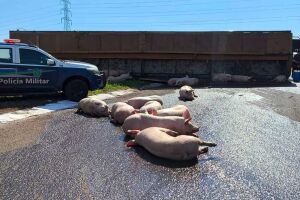 Carreta carregada com suínos tomba em anel viário em Dourados 