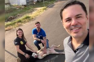 Momento fofura: policiais fazem carinho em Pitbull ap&oacute;s 'baile' nas ruas de Campo Grande