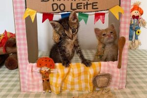 Em clima de festa junina, gatinhos ganham barraca temática e derretem corações (vídeo) 