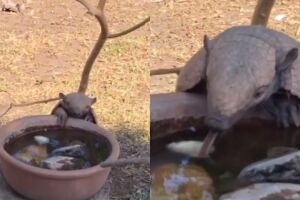 Na imagem, é possível ver o pequeno tatu se aproximando de uma espécie de bacia de barro