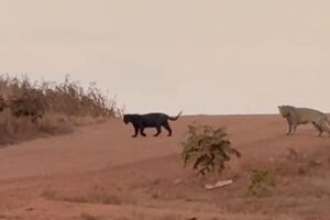 'Acho que vi um gatinho'; Trabalhadores registram onças passeando por estrada em Sonora